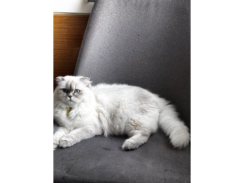 British longhair sakız kızımız ilk gelen alır