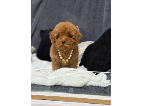 A kalite toy poodle yavrularım
