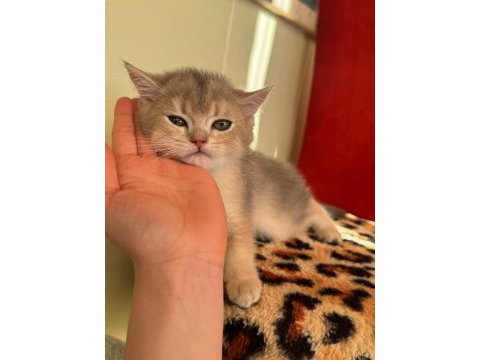 Safkan british shorthair bluegolden yavru