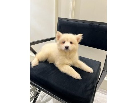 2 buçuk aylık a kalite samoyed yavru