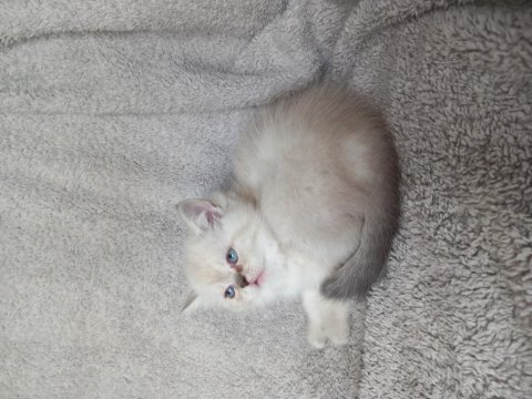 İki dişi british shorthair