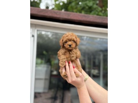Kore red toy poodle