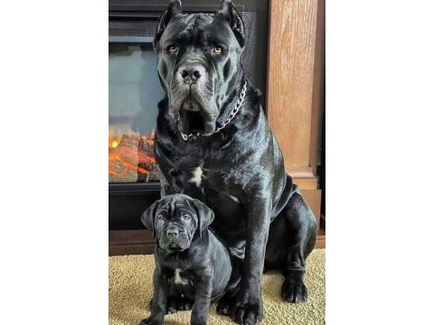 Orjinal safkan garantili dev cane corso yavruları