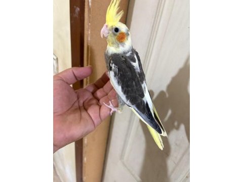 39 günlük kusursuz pied bebek sultan papağanı