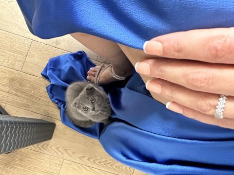Scottish fold bebeğimiz
