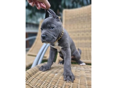 En iyisi yine bizde mükemmel cane corso yavrular