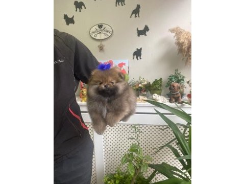 4 aylık yavru pomeranian boo