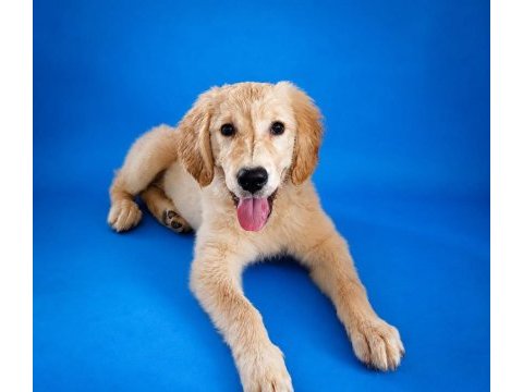 Irk ve sağlık garanti orjinal golden retriever