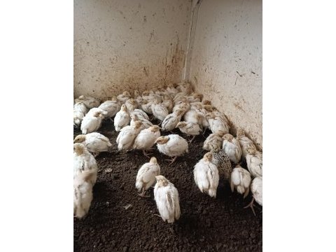 Çok sağlıklı bıldırcınlar