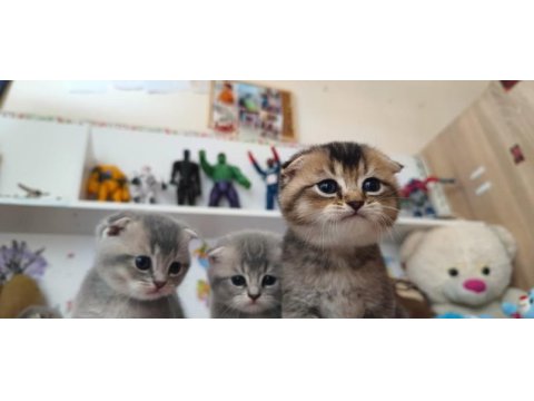 Scottish fold ve british yavru kediler