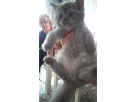 British shorthair güzel kızımız