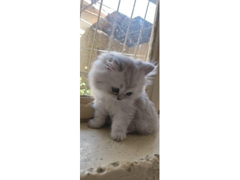 2.5 aylık british longhair yavrular yeni yuvasını bekliyor