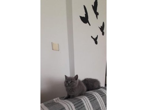 Denizli scottish fold yavrularım