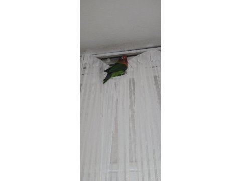 Çift cennet papağanı