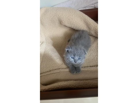 2 tane 2 aylık kırık kulak yavru kedimiz