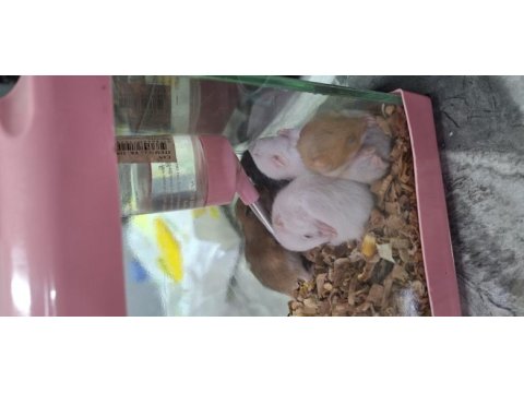 Hamster yavruları