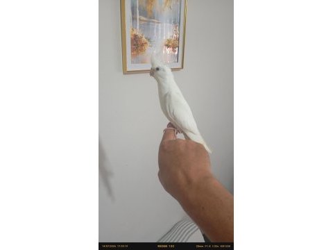Uyguna sultan papağanı yavruları