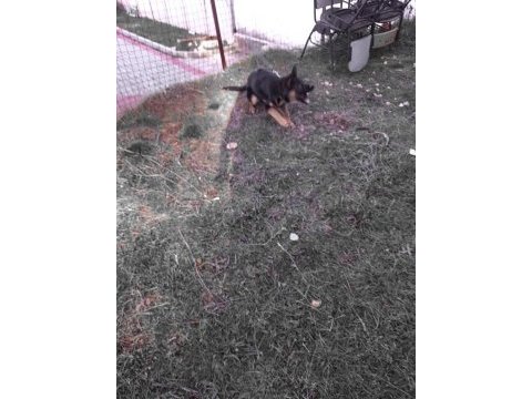 4 aylık disi aşılı karneli alman çoban köpeği yavru