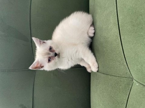 Sahiplenilmeye hazır yavru kedi sağlıklı
