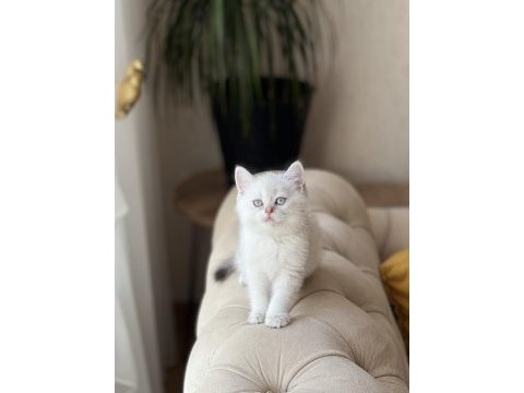 Ayı surat mavi göz british shorthair yavru