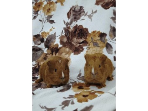 Guinea pigler