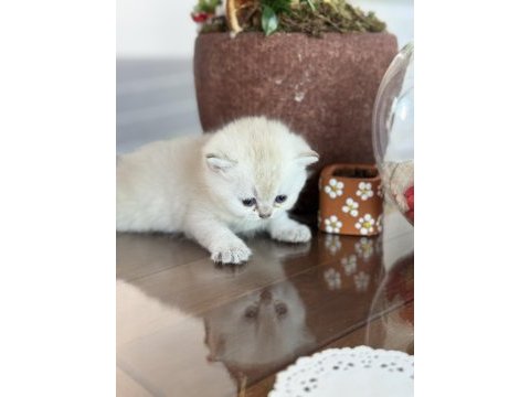 Beyaz inci scottish kediler