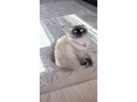 Sevimli uysal scottish fold kedim