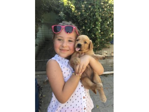 Ciftlikten golden retreiwer yavrular