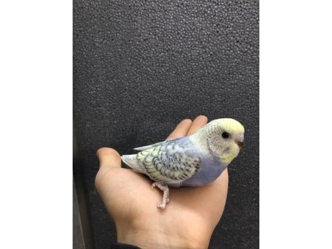 Yeni yeme düşmüş muhabbet kuşu yavrular