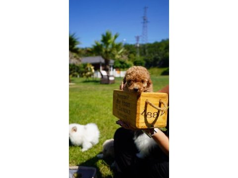 Eğitilebilir toy poodle yavruları ile evinize neşe katın