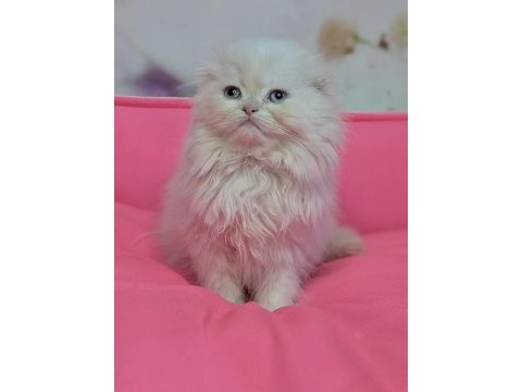Kalite isteyene golden point dişi scottish fold