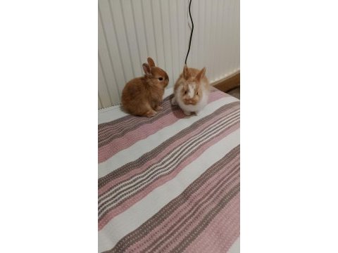 Cüce tavşan 2 tane