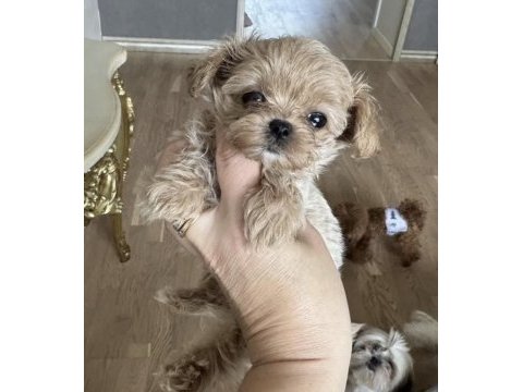 Tr de tek micro teacup maltipoo yavrusu