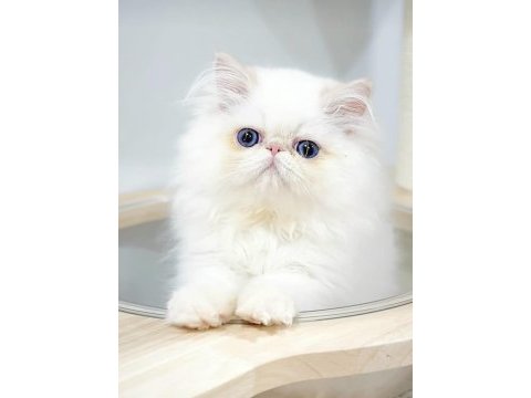 Mini maviş iran kedisi