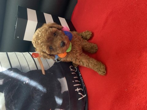 Tüy dökmeyen ırk poodle