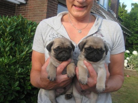 Üst segment güzeler güzeli pug mops