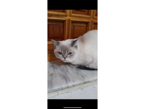 Adanadan full sağlıklı british ve scottish 1 ve 2 yaş