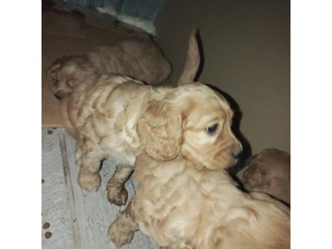 Perma kulak amerikan cocker bebekler hazır