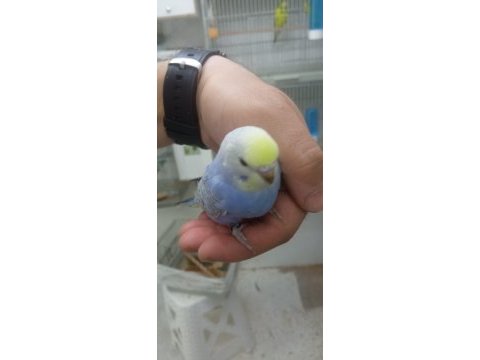 Rainbow muhabbet kuşu yavrular
