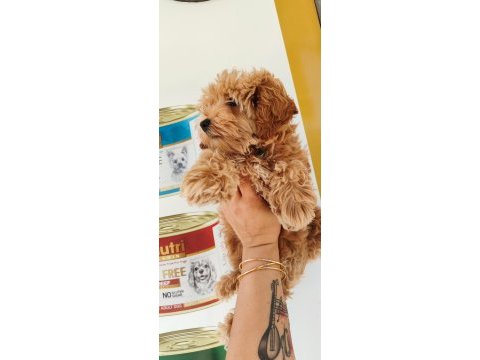 F1 dizayn minyatür maltipoo güzellik