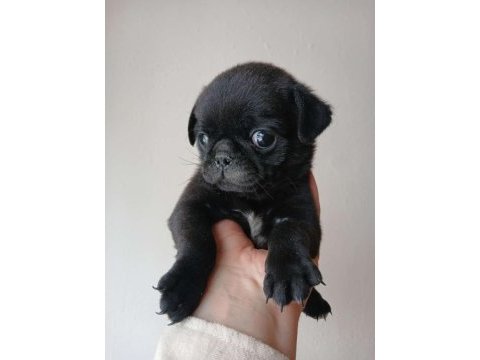 Irk ve sağlık garantili pug köpekler