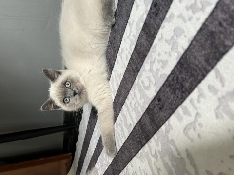 2 aylık blue point erkek british shorthair