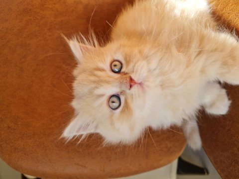 British longhair bal bebekler