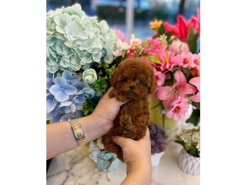 Küçük poodle prensesler