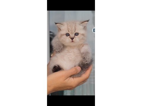 British shorthair kedisi