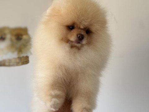 Petmode köpek çiftliğinden sçr li pomeranian boo