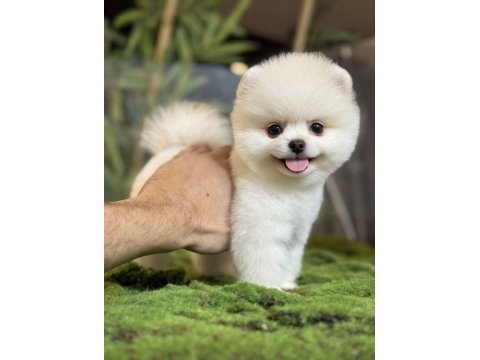 Pomeranian boo kardeşler