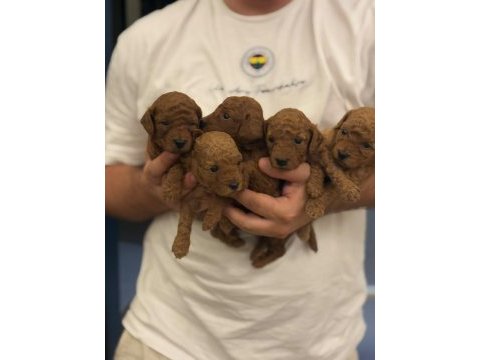 Erkek dişi bebek suratlı küçük boy poodle