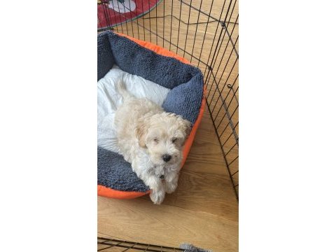 3 aylık yavru maltipoo