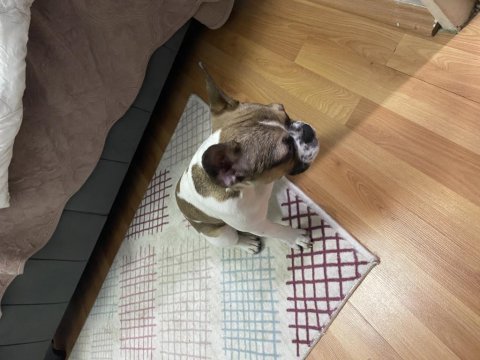 7 aylık dişi french bulldog